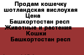 Продам кошечку шотландская вислоухая. › Цена ­ 2 000 - Башкортостан респ. Животные и растения » Кошки   . Башкортостан респ.